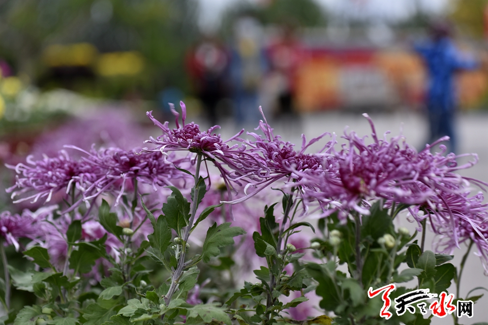 麦积这场菊花盛宴“醉”了天水