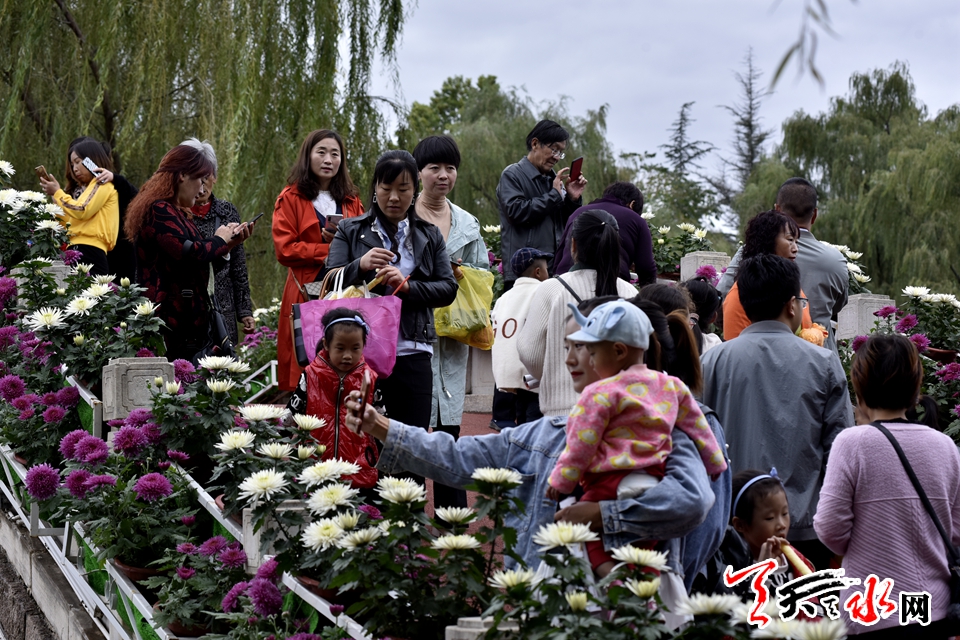 麦积这场菊花盛宴“醉”了天水