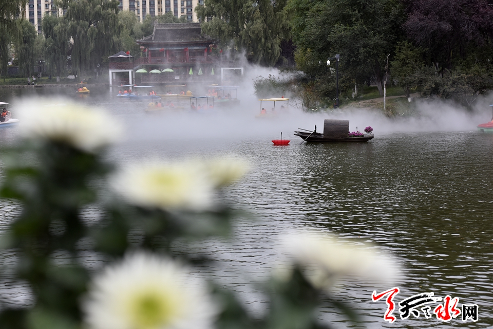 麦积这场菊花盛宴“醉”了天水