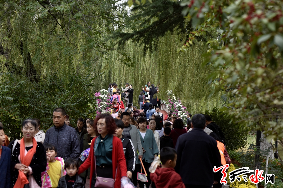 麦积这场菊花盛宴“醉”了天水