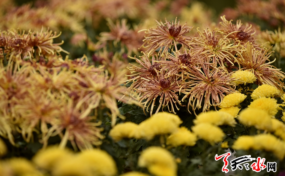 麦积这场菊花盛宴“醉”了天水