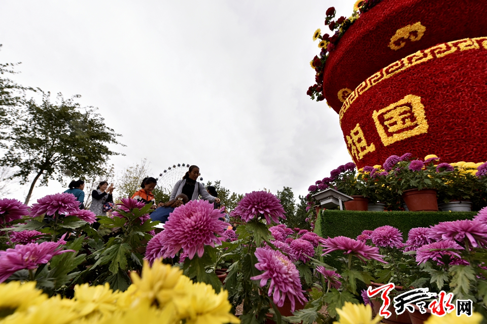 麦积这场菊花盛宴“醉”了天水