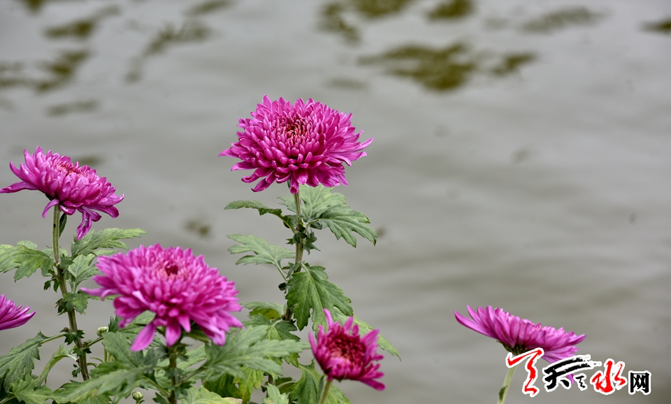 麦积这场菊花盛宴“醉”了天水