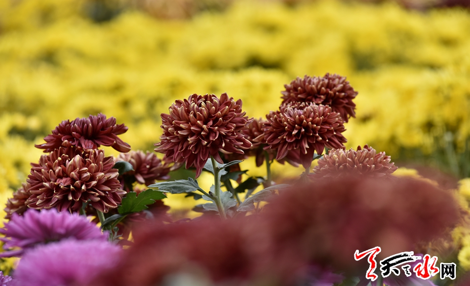 麦积这场菊花盛宴“醉”了天水