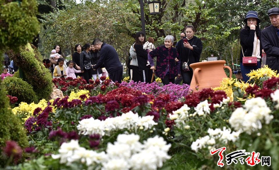 麦积这场菊花盛宴“醉”了天水