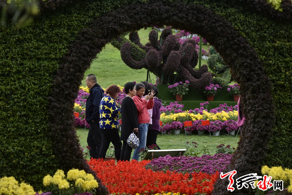 麦积这场菊花盛宴“醉”了天水