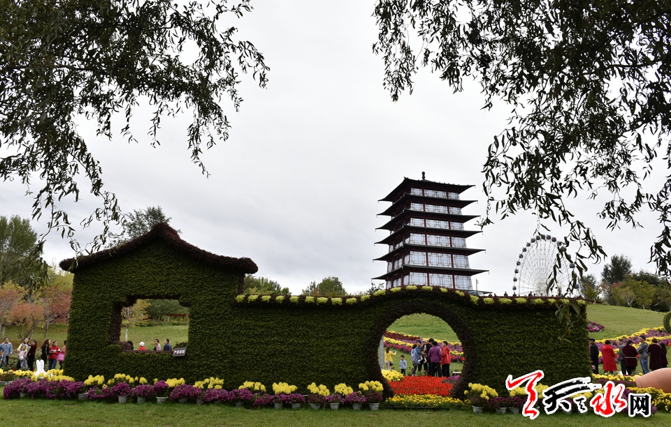 麦积这场菊花盛宴“醉”了天水