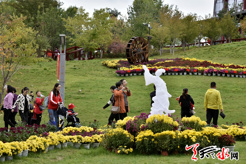 麦积这场菊花盛宴“醉”了天水