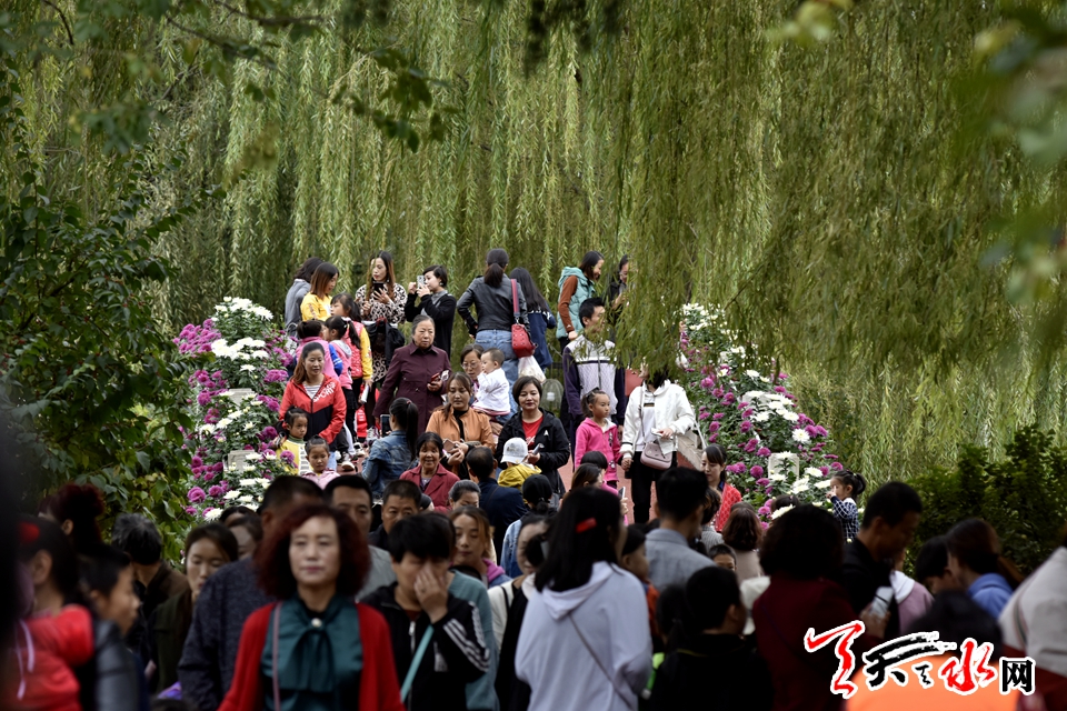 麦积这场菊花盛宴“醉”了天水