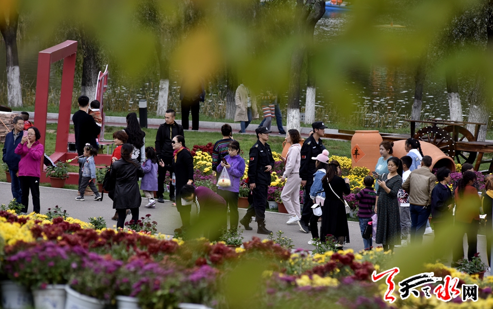 麦积这场菊花盛宴“醉”了天水