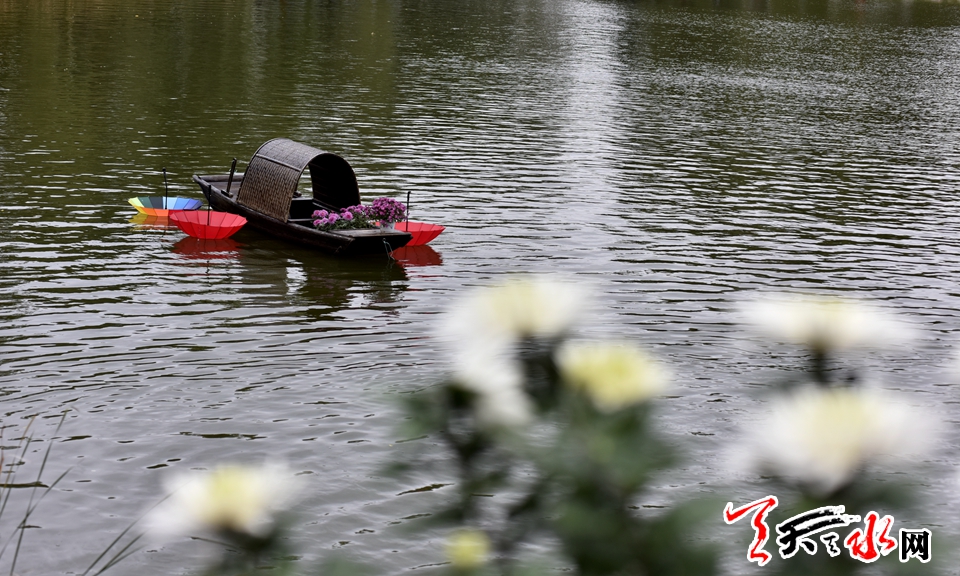 麦积这场菊花盛宴“醉”了天水