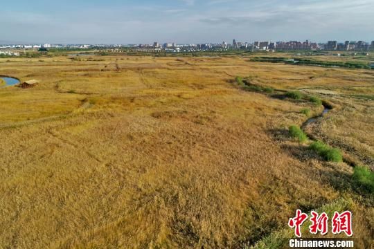 遍地金黄的芦苇荡。 成林 摄 遍地金黄的芦苇荡。 成林 摄
