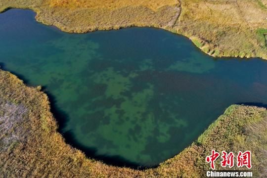 湿地河水如绿宝石镶嵌在芦苇荡中。 成林 摄 湿地河水如绿宝石镶嵌在芦苇荡中。 成林 摄