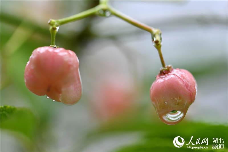 10月8日，湖北省保康县清溪河景观公园植物小果实上挂满雨露。