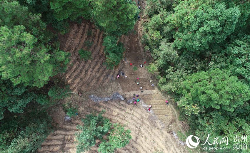 10月10日，在贵州省丹寨县排调镇排晒村林下中药材种植基地，村民在栽种中药材天门冬（无人机拍摄）。