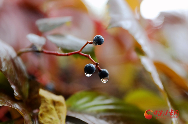 金秋|五泉山：秋雨润色山更幽 落叶归泥待春来（高清组图）