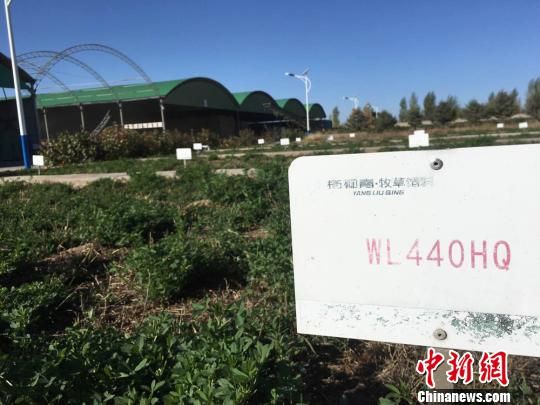 图为金昌市优质牧草试验田。 张婧 摄 图为金昌市优质牧草试验田。 张婧 摄