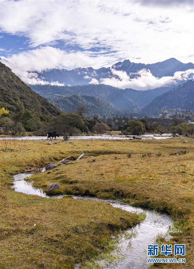 (美丽中国)(3)鲁朗小镇风景如画