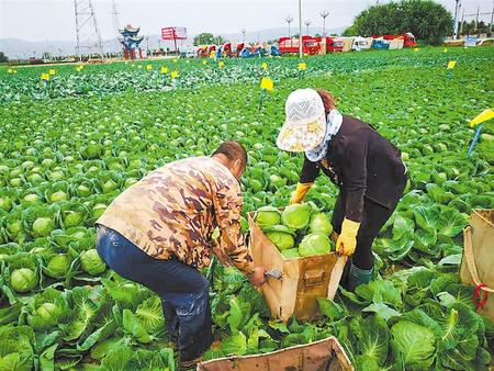 兰州高原夏菜直供粤港澳大湾区