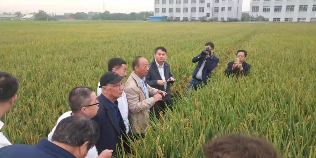 1046.3公斤!袁隆平团队第三代杂交水稻交出最新成绩单