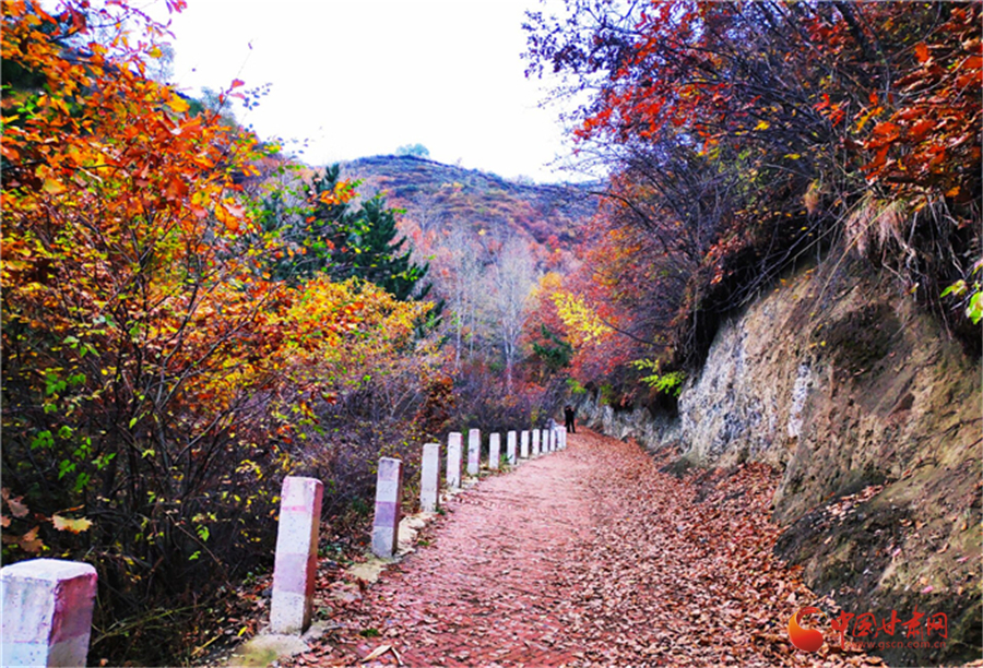 金秋|七里河石佛沟 ：片片落叶凝成秋  漫山红遍待你来（组图）