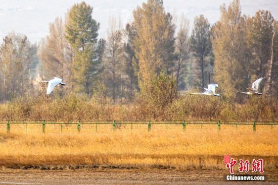 张掖黑河湿地国家级自然保护区临泽段是候鸟的“中转站”。张希清 摄 张掖黑河湿地国家级自然保护区临泽段是候鸟的“中转站”。张希清 摄