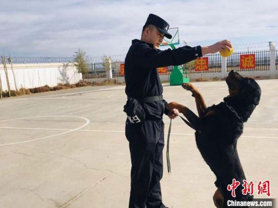 公婆泉边境检查站警犬训导员王鹏飞在训练警犬。 艾庆龙 摄 公婆泉边境检查站警犬训导员王鹏飞在训练警犬。 艾庆龙 摄