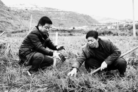 定西岷县中寨镇干部在峪谷村帮助群众采挖当归