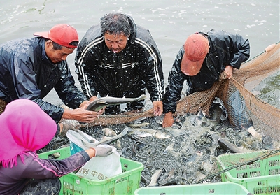 临夏州大川村农民正在拖网捕鱼 