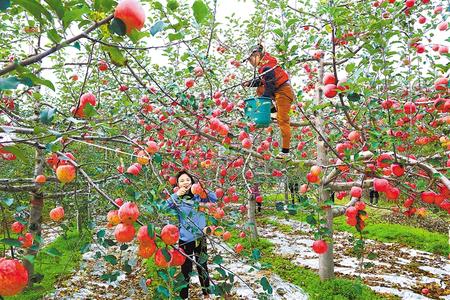 庆阳：苹果香飘黄土塬（图）