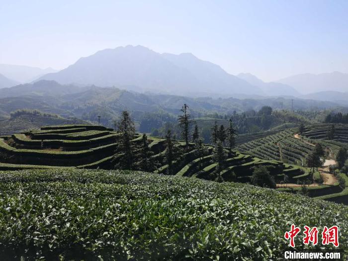 图为:遂昌大柘万亩生态茶园 范宇斌 摄 图为:遂昌大柘万亩生态茶园 范宇斌 摄
