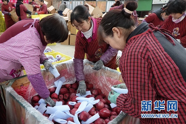 他家的苹果为啥不愁卖？——甘肃天水苹果产区采访见闻