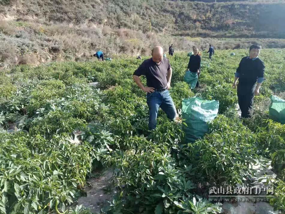 武山文旅局：示范引领 真情拓开产业路———堡子村精准扶贫散记