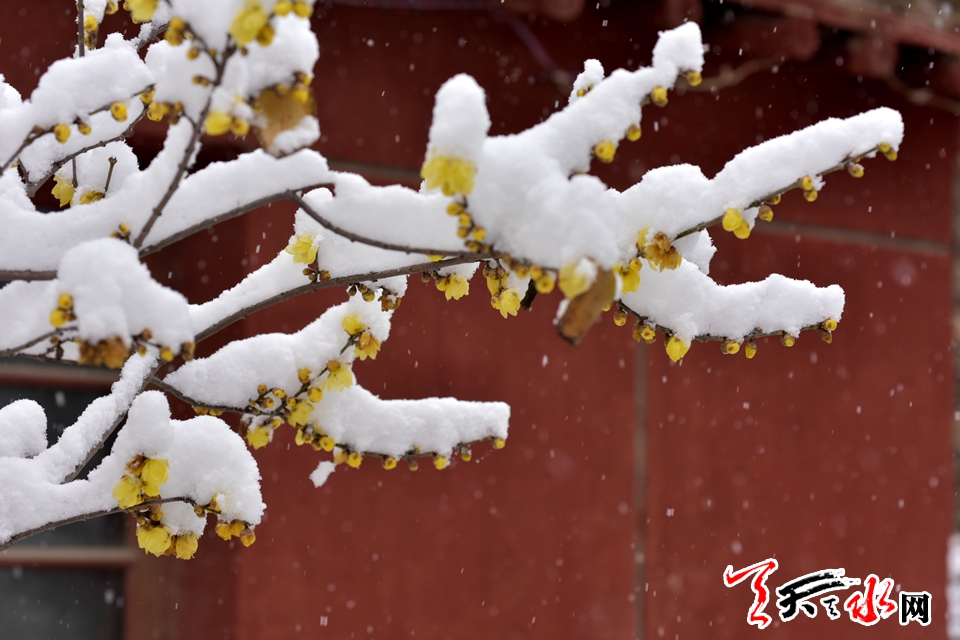 天水城区迎来入冬首场降雪