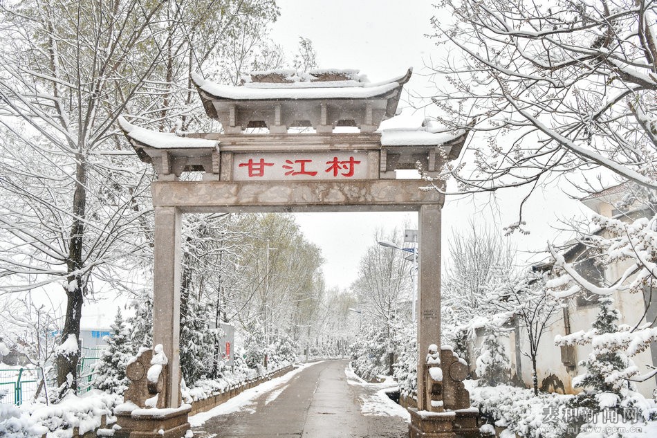 麦积：雪中柿子树 扮靓甘江村