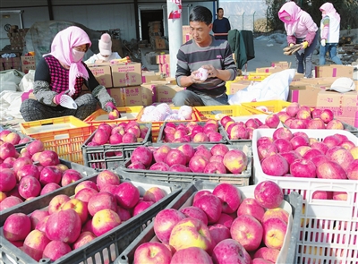 岘塬镇姬川村农民正在精选苹果，封装外运 