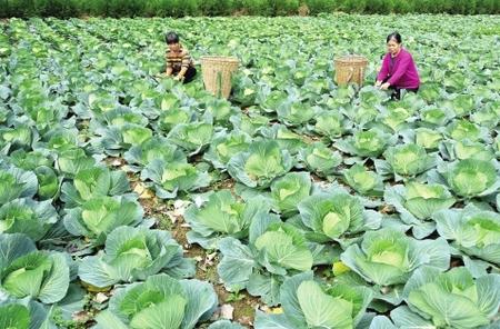 陇南成县索池镇大川村菜农在采收蔬菜（图）