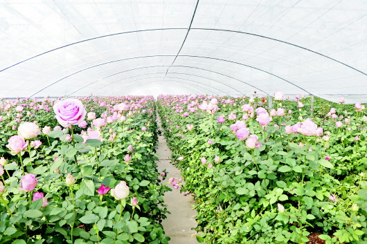 定西：花卉产业助推群众致富增收
