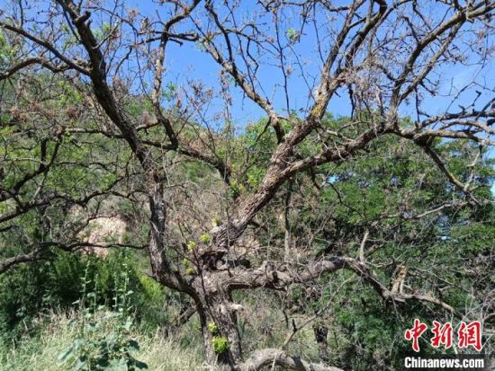 甘肃镇原七旬退休老人义务造林:欲将昔日荒沟变绿洲（最新发布）