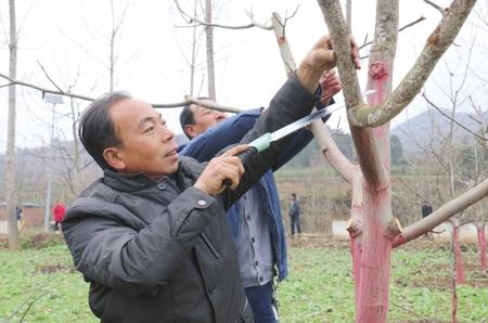 陇南成县陈院镇邀请核桃树管护专家为群众进行技术培训