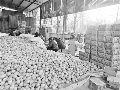 6小时18分10万斤苹果售罄！陇南礼县苹果在拼多多上卖火了 