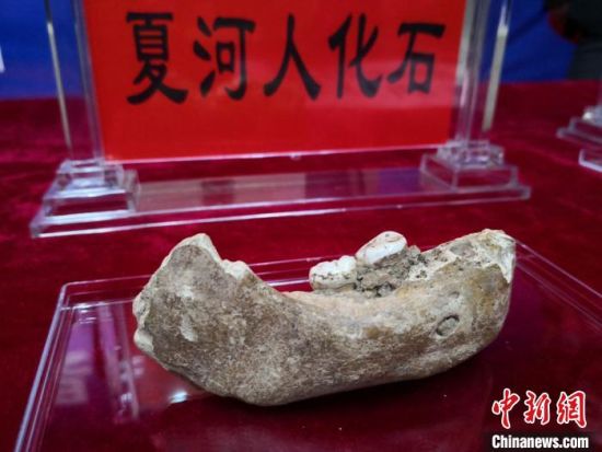 2019年6月,中国科学院院士陈发虎带领的兰州大学环境考古团队在会议上公布,夏河丹尼索瓦人发现地——甘肃省甘南州夏河县白石崖溶洞保存有丰富的旧石器文化遗存,包括大量石器和动物骨骼化石。(资料图) 丁思 摄 2019年6月,中国科学院院士陈发虎带领的兰州大学环境考古团队在会议上公布,夏河丹尼索瓦人发现地——甘肃省甘南州夏河县白石崖溶洞保存有丰富的旧石器文化遗存,包括大量石器和动物骨骼化石。(资料图) 丁思 摄