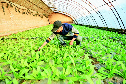 定西内官营镇:金篮子银篮子 赚钱还靠菜篮子