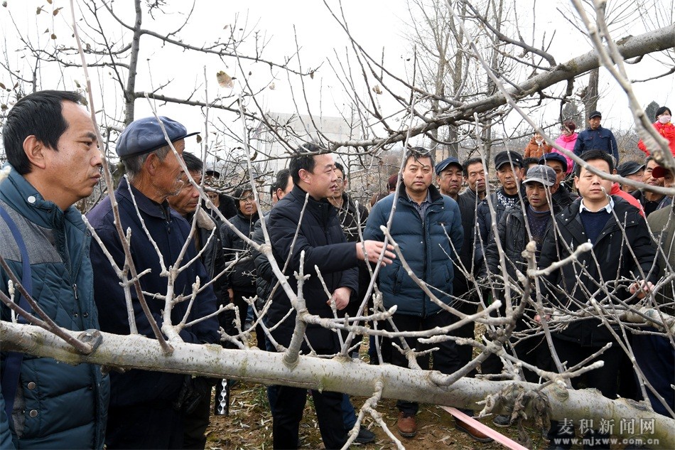 麦积区：政企社联手搞冬训　果农得实惠稳增收