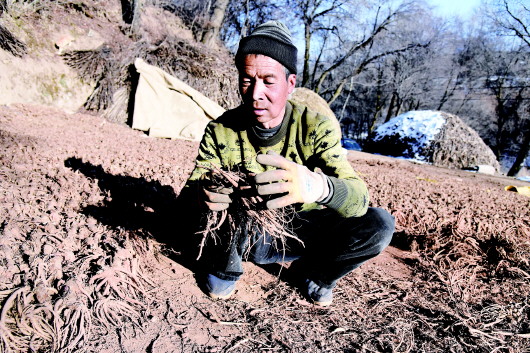 定西渭源：产业扶贫结硕果 药香四溢农家院