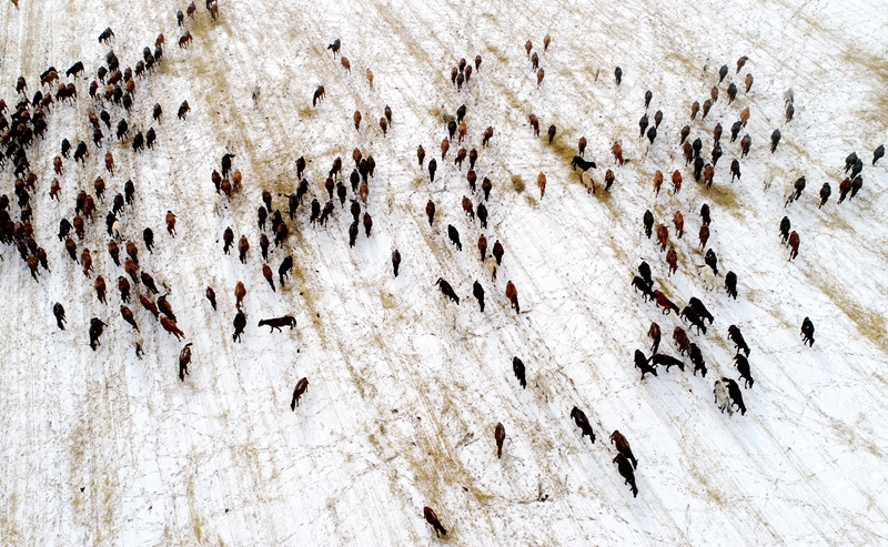 【飞阅甘肃】山丹马场：景美马壮映如画 雪雾苍茫书画卷