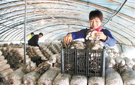 庆阳市西峰区特色产业形成气候