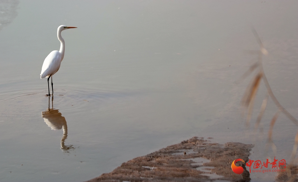 【生态文明@湿地】兰州湿地公园生态美,又见白鹭飞 