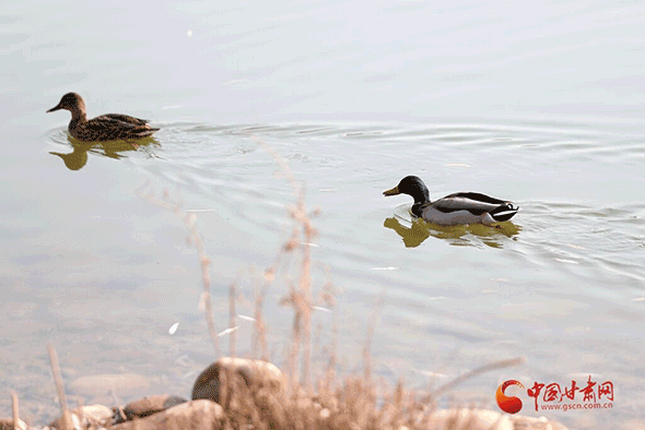 兰州银滩湿地公园：水鸟翔集看蓝色黄河
