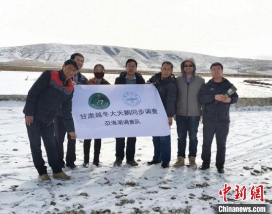 1月5日，由兰州大学发起的“甘肃越冬大天鹅同步调查”在全省范围内展开，这也是甘肃省首次联动、共同对专一物种种群数量的调查。兰州大学供图
